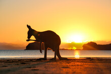 Kangaroo On Beach At Sunset