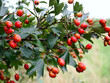 Dojrzewające owoce Głógu (Crataegus L.) – j rośliny należący do rodziny różowatych

Owoce głogu mają zastosowanie jako roślina lecznica i stanowią zimowy pokarm dla zwierząt

