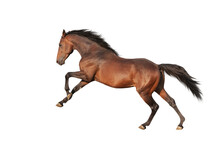 Handsome Brown Stallion Galloping, Jumping. Isolated Horse Png