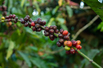 Wall Mural - Coffee is a brewed drink prepared from red coffee berries. Here is organic red coffee berries forming a beautiful backgroung in focus.