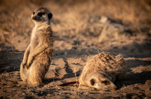 Meerkats Sitting And Resting In The Savanna In The Magical Makgadikgadi Pans In Botswana. Taken On A Sleep-out Trip To The Salt Pans In July 2022.