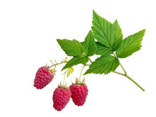 Raspberries And Leaves Branch Isolated Transparent Png. Three Dangling Red Berries.