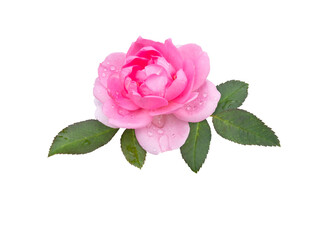 Wall Mural - Bright pink rose flower with leaves and water drops isolated transparent png