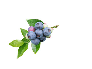 Sticker - Blueberries and leaves isolated transparent png. Dusky blue wax coating on the berries.