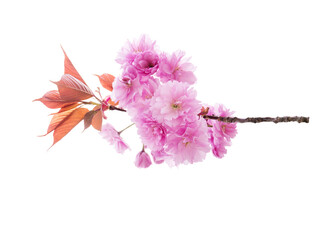 Wall Mural - Sakura blossom. Springtime cherry tree branch with pink flowers and leaves isolated transparent png