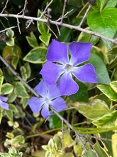 Vinca Minor Commonly Known As Vinca Or Periwinkle Is One Of The Most Popular And Widely Used Ground Covers. 
