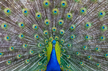 Peacock bird in spanish park