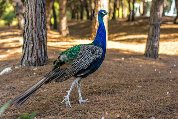 Wall Mural - Peacock bird in spanish park