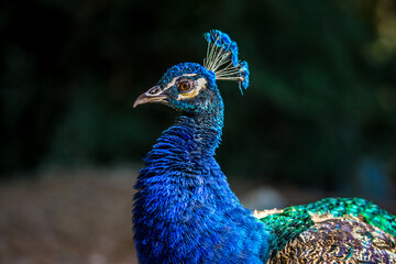 Wall Mural - Peacock bird in spanish park