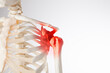 Shoulder blade, scapula and humerus, man's shoulder pain, skeleton body anatomy
