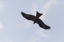 Black Kite Flying In Sky In India