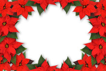 Christmas Rustic Decoration  - Spruce Branches With Red Poinsettia Flowers On A Transparent Background.