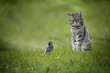 Small wagtail bird sitting in front of tabby cat in a green lawn, dangerous animal encounter or understanding among unequal enemies concept, copy space