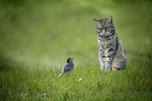 Small Wagtail Bird Sitting In Front Of Tabby Cat In A Green Lawn, Dangerous Animal Encounter Or Understanding Among Unequal Enemies Concept, Copy Space