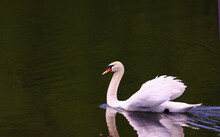 A White Swan Swims At High Speeds On Green Water...