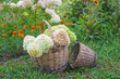 Old wicker basket with bouquet of white hydrangea flowers in the green garden, close up, selective focus