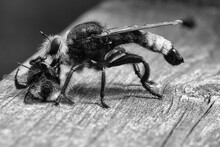 Yellow Murder Fly Or Robber Fly As Black And White Image With A Bumblebee As Prey