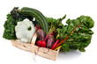 - Mangold, Zucchini, Rote Bete, Ringelbete, Salat, Kürbis, Sellerie, Grünkohl in einem Korb auf weißem Untergrund - Regionales, saisonales Gemüse