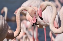 Two Pink Flamingos Close Up, Side View