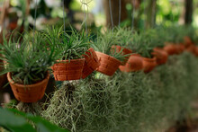 Tillandsia Baileyi Or Airplant And Airplant Moss Or Spanish Moss In Hanging Pots