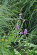 Purple flowers on green grass background