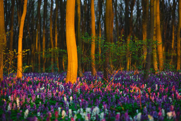 Autocollant - The magical forest at sunset is covered with Corydalis cava flowers and illuminated trunks.