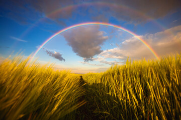  Picturesque agricultural landscape with magical rainbow in blue sky.