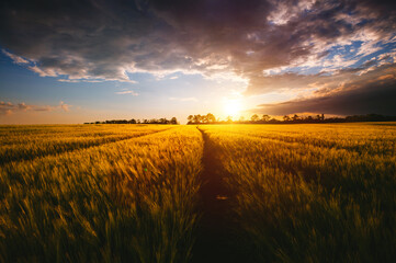 Photo Sur Toile - Spectacular scene of agricultural land in the sunlight in the evening.