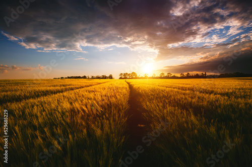 Fototapete - Spectacular scene of agricultural land in the sunlight in the evening.