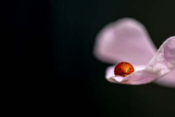 Wall Mural - Orange ladybug (Henosepilachna argus) strolling through the petals of a delicate pink flower on a black background