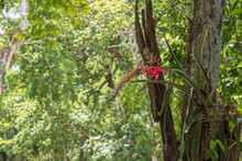 Vase Bromeliad With Red Inflorescence In Calakmul Biosphere Reserve, Mexico.