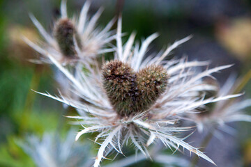 Heart shaped flower