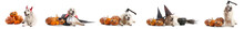 Set Of Cute Labrador Dogs With Halloween Decor And Pumpkins On White Background