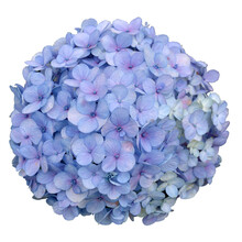 Blue Hydrangea Flower Bouquet