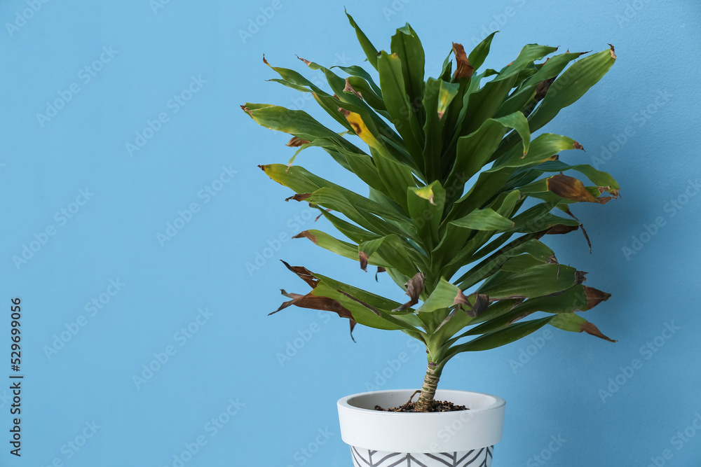 Wilted houseplant near blue wall