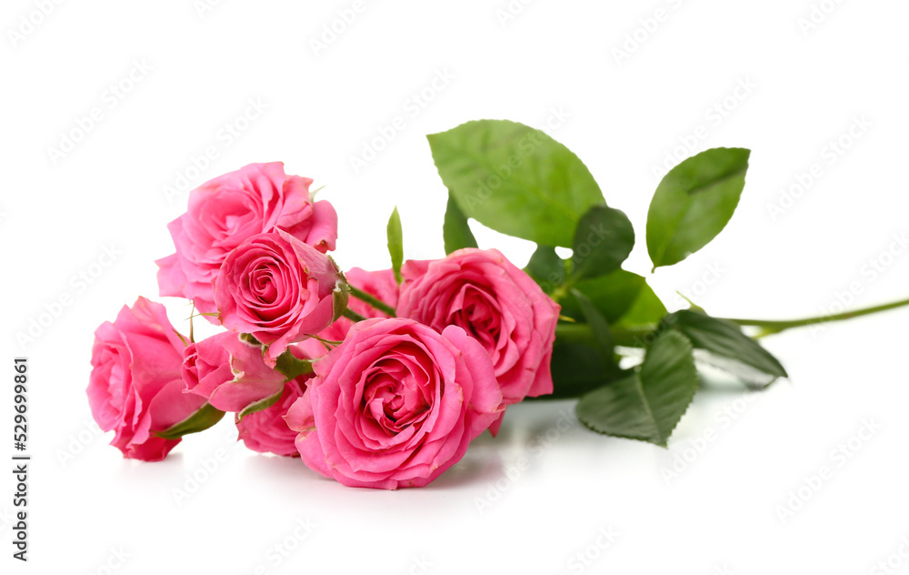 Beautiful pink roses on white background