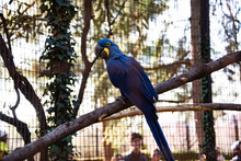 Pappagallo Amazzonico  Dal Colore Blu In Una Gabbia