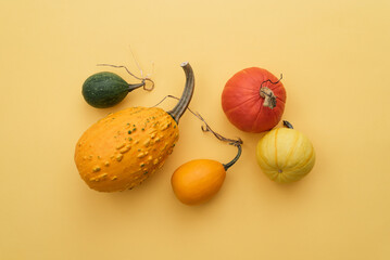 Wall Mural - Autumn card with pumpkin harvest on yellow background