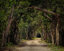 A Dirt Road That Leads Through A Dark Tunnel Of Trees