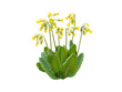 Primula veris or cowslip yellow spring flowers isolated transparent png
