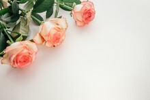 Beautiful Background With Bouquet Of Three Rose Flowers On White With Copy Space 