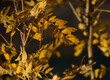 Yellow autumn leaves on a tree in the forest