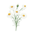 Rumianek. Kompozycja botaniczna złożona z kwiatów, pąków i liści rumianku.