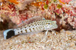 © cherylvb - Speckled sandperch on white sandy bottom