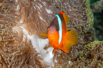 Orange clownfish on anemone
