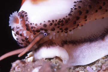 Wall Mural - Chestnut cowrie close up