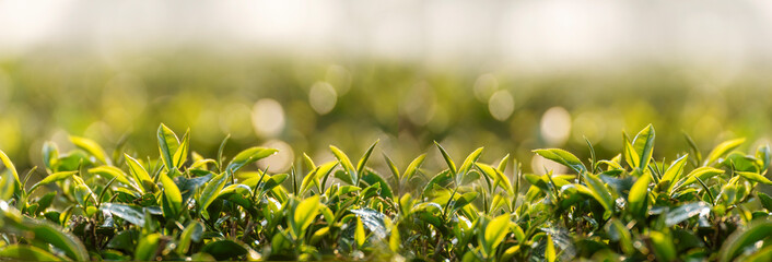 Banner Green tea tree leaves camellia sinensis organic farm sunlight. Panorama Fresh young tender bud herbal farm in morning. Banner Sunlight Green tea tree plant. Wide Green Tea Tree with copy space