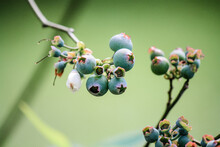 Producing Blueberry Plant In Summer - A Blue Bounty