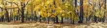 Autumn Panoramic Landscape. Colorful Yellow Trees In The Park In Sunlight.