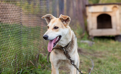 Wall Mural - A cheerful big dog with a chain tongue sticking out. Portrait of a dog on a chain that guards the house close-up. A happy pet with its mouth open. Simple dog house in the background